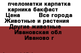 пчеломатки карпатка карника бакфаст F-1 › Цена ­ 800 - Все города Животные и растения » Другие животные   . Ивановская обл.,Иваново г.